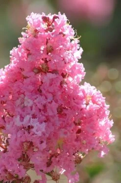 Sioux Pink Crape Myrtle Tree (Single Trunk) - 5 Gallon Pot -Exquisite Plants crape myrtle sioux pink 52