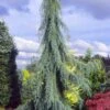 Raywood Weeping Arizona Cypress - 6 Gallon Pot -Exquisite Plants cupressus arizonica raymonds weeping arizona cypress 1