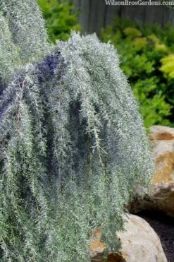 Raywood Weeping Arizona Cypress - 6 Gallon Pot -Exquisite Plants cupressus arizonica raymonds weeping arizona cypress 3
