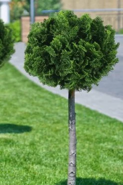 Dwarf Hinoki Cypress Tree (Single Trunk Topiary) - 7 Gallon Pot -Exquisite Plants cypress dwarf hinoki stand topiary tree form 1