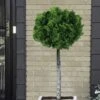 Dwarf Hinoki Cypress Tree (Single Trunk Topiary) - 7 Gallon Pot -Exquisite Plants cypress dwarf hinoki stand topiary tree form 5