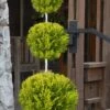Goldcrest Monterey Lemon Cypress - 3-Ball Poodle Tier Topiary - 3 Gallon Pot -Exquisite Plants cypress goldcrest monterey poodle tier 1 1