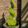 Goldcrest Monterey Lemon Cypress Spiral Topiary - 2 Gallon Pot -Exquisite Plants cypress goldcrest monterey spiral topiary 11
