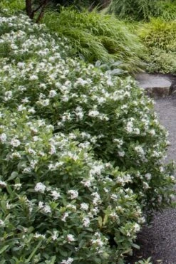 Jim's Pride White Summer Daphne - Daphne X Transatlantica - 1 Gallon Pot -Exquisite Plants daphne jims pride 1