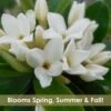 Jim's Pride White Summer Daphne - Daphne X Transatlantica - 1 Gallon Pot 2 Jim's Pride White Summer Daphne - Daphne X Transatlantica - 1 Gallon Pot -Exquisite Plants daphne jims pride 15