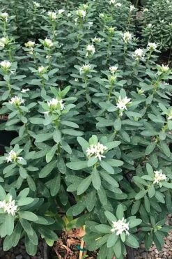 Jim's Pride White Summer Daphne - Daphne X Transatlantica - 1 Gallon Pot -Exquisite Plants daphne jims pride 7