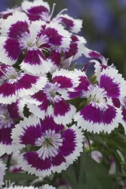 Barbarini 'Purple Picotee' Sweet William (Dianthus) - 5 Pack Of Quart Pots 10 Barbarini 'Purple Picotee' Sweet William (Dianthus) - 5 Pack Of Quart Pots -Exquisite Plants dianthus barbatus purple picotee sweet williams 1