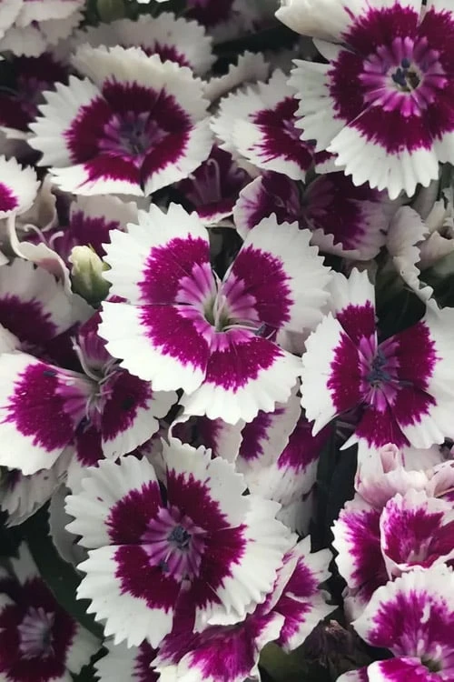 Barbarini 'Purple Picotee' Sweet William (Dianthus) - 5 Pack Of Quart Pots 5 Barbarini 'Purple Picotee' Sweet William (Dianthus) - 5 Pack Of Quart Pots - Image 4