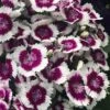 Barbarini 'Purple Picotee' Sweet William (Dianthus) - 5 Pack Of Quart Pots 1 Barbarini 'Purple Picotee' Sweet William (Dianthus) - 5 Pack Of Quart Pots -Exquisite Plants dianthus barbatus purple picotee sweet williams 3