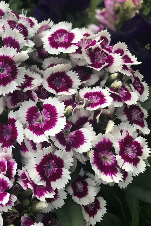 Barbarini 'Purple Picotee' Sweet William (Dianthus) - 5 Pack Of Quart Pots 2 Barbarini 'Purple Picotee' Sweet William (Dianthus) - 5 Pack Of Quart Pots