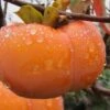 Fuyu Persimmon Tree - 7 Gallon Pot (4-5') -Exquisite Plants diospyros kaki fuyu persimmon tree 10 1