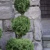 Poodle Tier Dwarf Alberta Spruce 3 Ball Topiary (3-Ball) - 3 Gallon Pot -Exquisite Plants dwarf alberta spruce 3 ball poodle tier 12 1