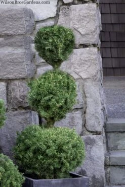 Poodle Tier Dwarf Alberta Spruce Topiary - 5 Gallon Pot