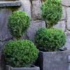 Poodle Tier Dwarf Alberta Spruce Topiary (2-Ball) - 2 Gallon Pot -Exquisite Plants dwarf alberta spruce two ball poodle tier topiary 1