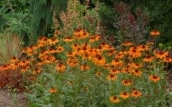 Tiki Torch Orange Coneflower (Echinacea) - 1 Gallon Pot 14 Tiki Torch Orange Coneflower (Echinacea) - 1 Gallon Pot -Exquisite Plants echinacea tiki torch coneflower 10