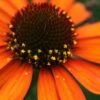 Tiki Torch Orange Coneflower (Echinacea) - 1 Gallon Pot -Exquisite Plants echinacea tiki torch coneflower 11