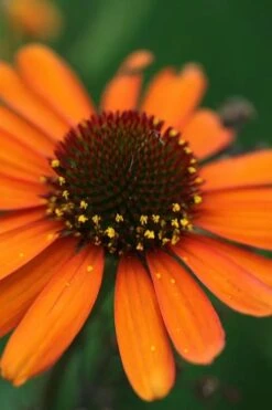 Tiki Torch Orange Coneflower (Echinacea) - 1 Gallon Pot 17 Tiki Torch Orange Coneflower (Echinacea) - 1 Gallon Pot -Exquisite Plants echinacea tiki torch coneflower 12