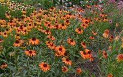 Tiki Torch Orange Coneflower (Echinacea) - 1 Gallon Pot 16 Tiki Torch Orange Coneflower (Echinacea) - 1 Gallon Pot -Exquisite Plants echinacea tiki torch coneflower 13