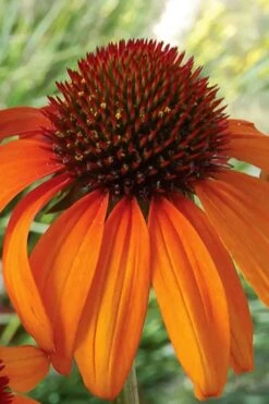 Tiki Torch Orange Coneflower (Echinacea) - 1 Gallon Pot 15 Tiki Torch Orange Coneflower (Echinacea) - 1 Gallon Pot -Exquisite Plants echinacea tiki torch coneflower 14