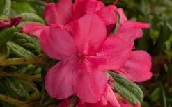 Autumn Jewel Encore Azalea - 1 Gallon Pot -Exquisite Plants encore azalea autumn jewel