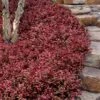 Purple Wintercreeper - Euonymus Fortunei Coloratus - 3 Pack Of Pint Pots -Exquisite Plants euonymus fortunei coloratus purple wintercreeper 8