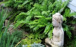 Japanese Holly Fern - Cyrtomium Falcatum 'Rochfordianum' - 2.5 Quart Pot -Exquisite Plants fern20holly203