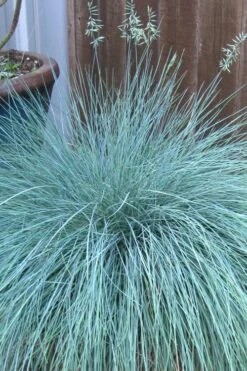Beyond Blue Festuca (Fescue) - 1 Gallon Pot -Exquisite Plants festuca beyond blue fescue 100