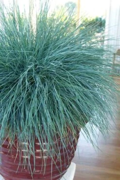 Beyond Blue Festuca (Fescue) - 1 Gallon Pot -Exquisite Plants festuca beyond blue fescue 101
