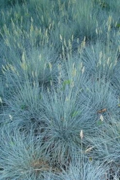 Beyond Blue Festuca (Fescue) - 1 Gallon Pot -Exquisite Plants festuca beyond blue fescue 102