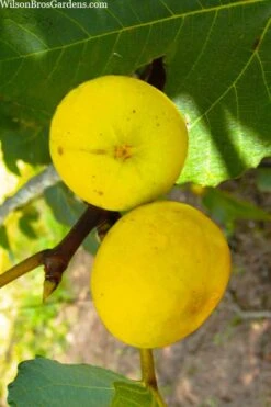 LSU Gold Fig Tree - 5 Gallon Pot -Exquisite Plants ficus carica lsu gold fig tree 1