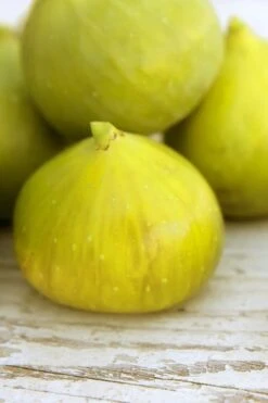 LSU Gold Fig Tree - 5 Gallon Pot -Exquisite Plants ficus carica lsu gold fig tree 2