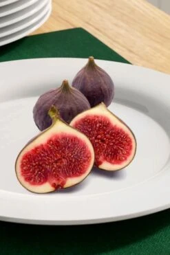 Texas Everbearing Fig Tree - 3 Gallon Pot -Exquisite Plants fig texas everbearing 11