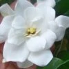 Fall In Love Cold Hardy Gardenia - 1 Gallon Pot -Exquisite Plants gardenia Fall In Love WB 500x750 1