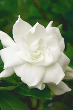 August Beauty Gardenia (Single Trunk Topiary Tree) - 5 Gallon Pot -Exquisite Plants gardenia august beauty 5 500x750 2