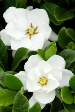 Buttons Gardenia - 6 Pack Of 1 Gallon Pots -Exquisite Plants gardenia buttons 1
