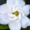Buttons Gardenia - 6 Pack Of 1 Gallon Pots -Exquisite Plants gardenia buttons 2