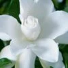 Celestial Star Gardenia - 1 Gallon Pot -Exquisite Plants gardenia celestial star 1