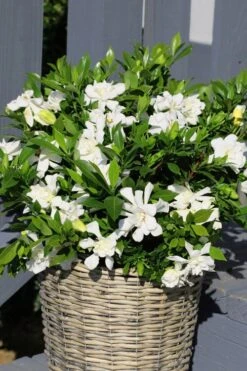 Celestial Star Gardenia - 1 Gallon Pot -Exquisite Plants gardenia celestial star 3