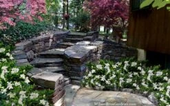 Celestial Star Gardenia - 1 Gallon Pot -Exquisite Plants gardenia celestial star 5