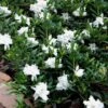 Radicans Creeping Dwarf Gardenia - 1 Gallon Pot -Exquisite Plants gardenia creeping 22 1