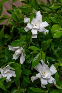 Fool Proof Gardenia - 2 Gallon Pot -Exquisite Plants gardenia fool proof 4 1