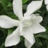 Frost Proof Gardenia - 6 Pack Of 1 Gallon Pots -Exquisite Plants gardenia frost proof 15 1