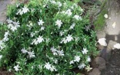 Frost Proof Gardenia - 3 Gallon Pot 11 Frost Proof Gardenia - 3 Gallon Pot -Exquisite Plants gardenia frost proof 50