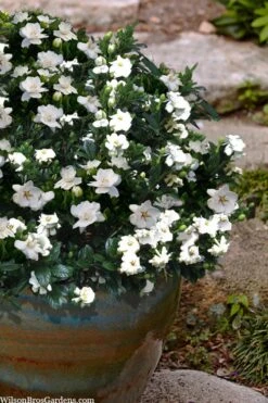 Buttons Gardenia - 6 Pack Of 1 Gallon Pots -Exquisite Plants gardenia jasminoides buttons 10