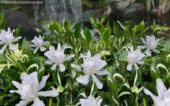 Crescent Moon Dwarf Gardenia - 1 Gallon Pot -Exquisite Plants gardenia jasminoides crescent moon dwarf creeping 2