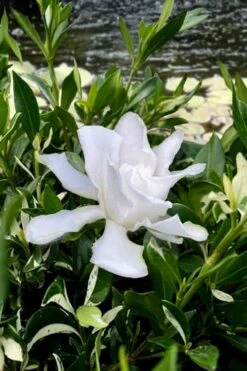 Crescent Moon Dwarf Gardenia - 1 Gallon Pot -Exquisite Plants gardenia jasminoides crescent moon dwarf creeping 6