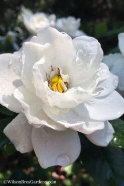 Crown Jewel Gardenia - 1 Gallon Pot -Exquisite Plants gardenia jasminoides crown jewel 11 1