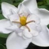 Snow Flurry Hardy Gardenia - 1 Gallon Pot -Exquisite Plants gardenia jasminoides snow flurry 5