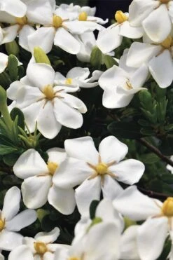 Snow Girl Hardy Dwarf Gardenia - 3 Gallon Pot 11 Snow Girl Hardy Dwarf Gardenia - 3 Gallon Pot -Exquisite Plants gardenia jasminoides snow girl 1
