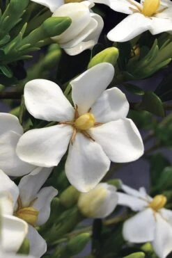 Snow Girl Hardy Dwarf Gardenia - 3 Gallon Pot 12 Snow Girl Hardy Dwarf Gardenia - 3 Gallon Pot -Exquisite Plants gardenia jasminoides snow girl 2